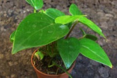 Anthurium____sp._4fe2635278d52