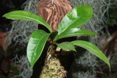 Anthurium_compac_533c416f775df
