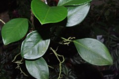Anthurium_robust_519d483dc38b2