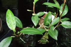 Anthurium_scande_519d4a4d83c03