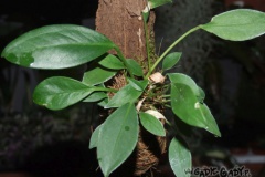 Anthurium_sp.__E_533c41a5f058e