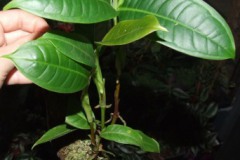 Anthurium_sp.__M_519d4cf3bbadc