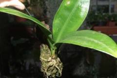 Anthurium_sp.__W_533c41632d8ff