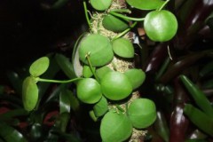 Dischidia_comple_5091a0c7b4052