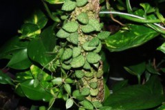 Dischidia_hirsut_5074c02daf6c8
