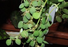 Dischidia_nummul_5074bfb711d90