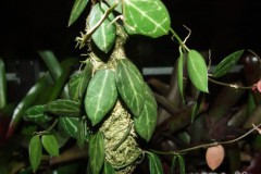 Dischidia_ovalis_50887f8aa6f9e
