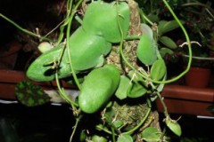 Dischidia_raffle_506f6aa31cbfb