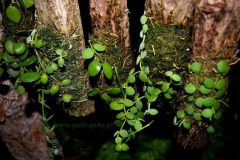Dischidia_sp._4ccb355daf86c