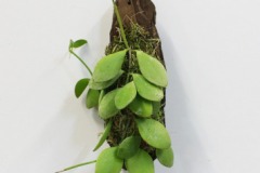 Dischidia_sp.__F_55a43d67ec3ef