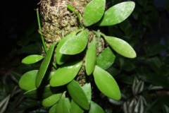 Dischidia_sp.__S_538521623f787