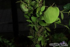 Dischidia_vidali_506eb8ca22547