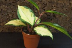 Hoya_exotica___4ff4bb389833c