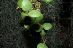 Hoya_incurvula_533c31213c41d