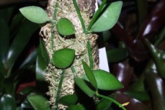Hoya_sp.__Sulawe_5088803ea4f5c