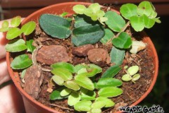 Marcgravia_macro_5074af3a8a922