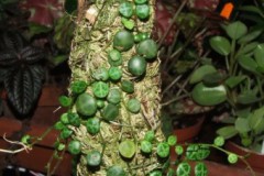 Peperomia_nummul_506f711c1f85a