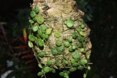 Peperomia_prostr_508879bc41f26