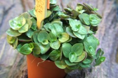 Peperomia_sp._4f8f26d4b5e10