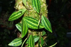 Peperomia_sp.__B_53852227b72f2