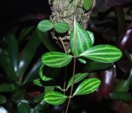 Peperomia_sp.__F_508879247f283