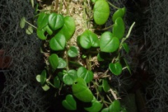 Peperomia_sp.__H_533c2ccabf3f7