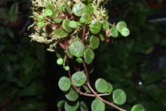 Peperomia_sp.__R_538520b1911e5