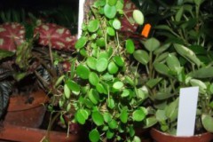 Peperomia_sp.____506f721573ac7