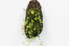 Peperomia_sp.____55886149a8d51