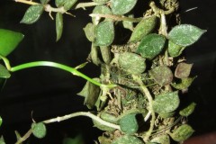hoya_curtisii