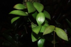 hoya_heuschkeliana