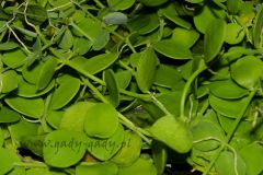 tn_Dischidia-nummularifolia
