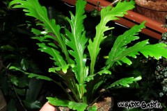 Asplenium_nidus__5074afabbe2f8