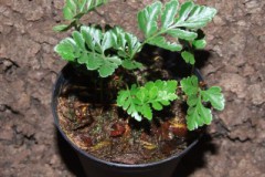 Davalia_repens_506e1f6057409