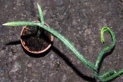 Lycopodium_carin_51803f051c52a