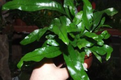 Microsorum_pustu_518adefa3701c