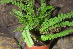 Nephrolepis_cord_50073963b48a0
