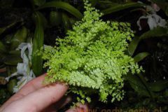 Nephrolepis_mari_4ccb280dec547