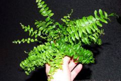 Nephrolepis_sp._4ccb284426107
