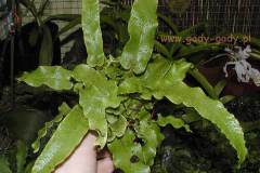 Phyllitis-scolopendrium