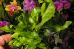 Polypodium_4cc603e4e14cb