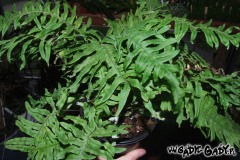 Polypodium_formo_519401c00097f