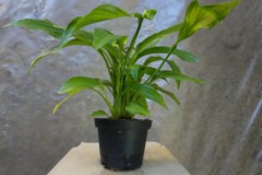 Spathiphyllum_sp_4ea89d7477f86