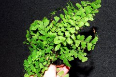 adianthum-raddianum-11