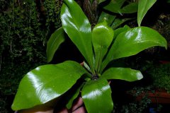 asplenium-nidus-mini