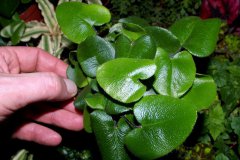 hemionitis-arifolia