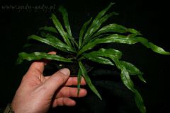 tn_Campyloneurum-angustifolium