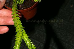 tn_Lycopodium-phlegmaria