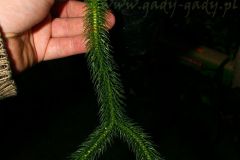 tn_Lycopodium-squarrosum