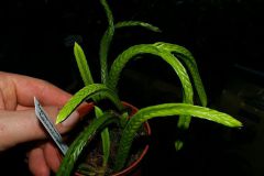tn_Lycopodium-tetrasticha